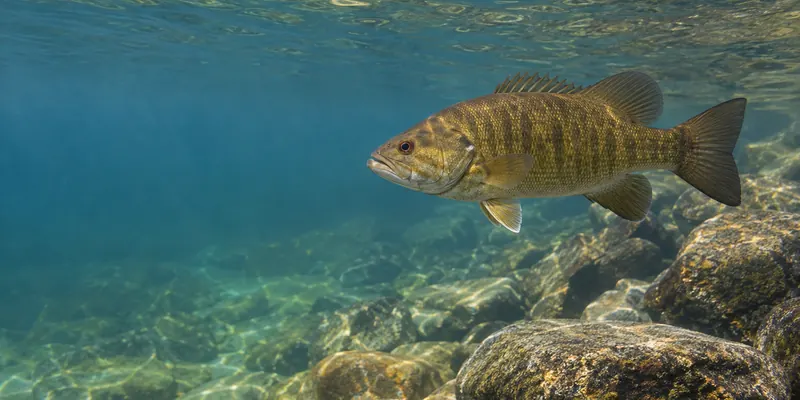 A bronze smallmouth bass with faint dark bars swimming above rounded lake rocks.