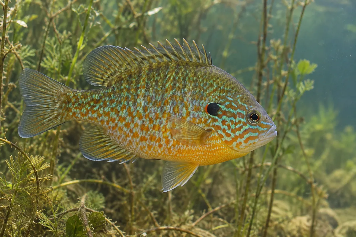 A pumpkinseed sunfish with colourful cheek markings beside submerged plants.