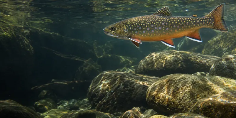 A brook trout with mottled back and bright spots in clear water above stream stones.